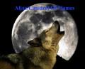 Animals/Insects moon wolf